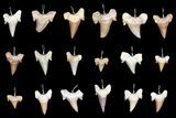 Lot: Fossil Otodus Shark Tooth Pendants - Pieces #141069-1
